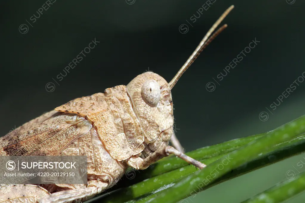 Egyptian Grasshopper - adult (Anacridium aegyptium). Aubignan - Provence  PACA - France.