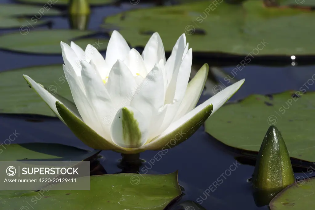 Waterlily - flower 