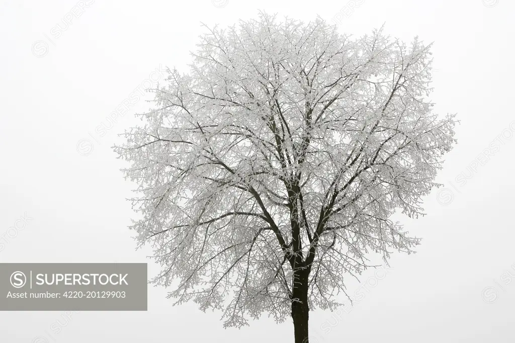 Tree - covered in frost 