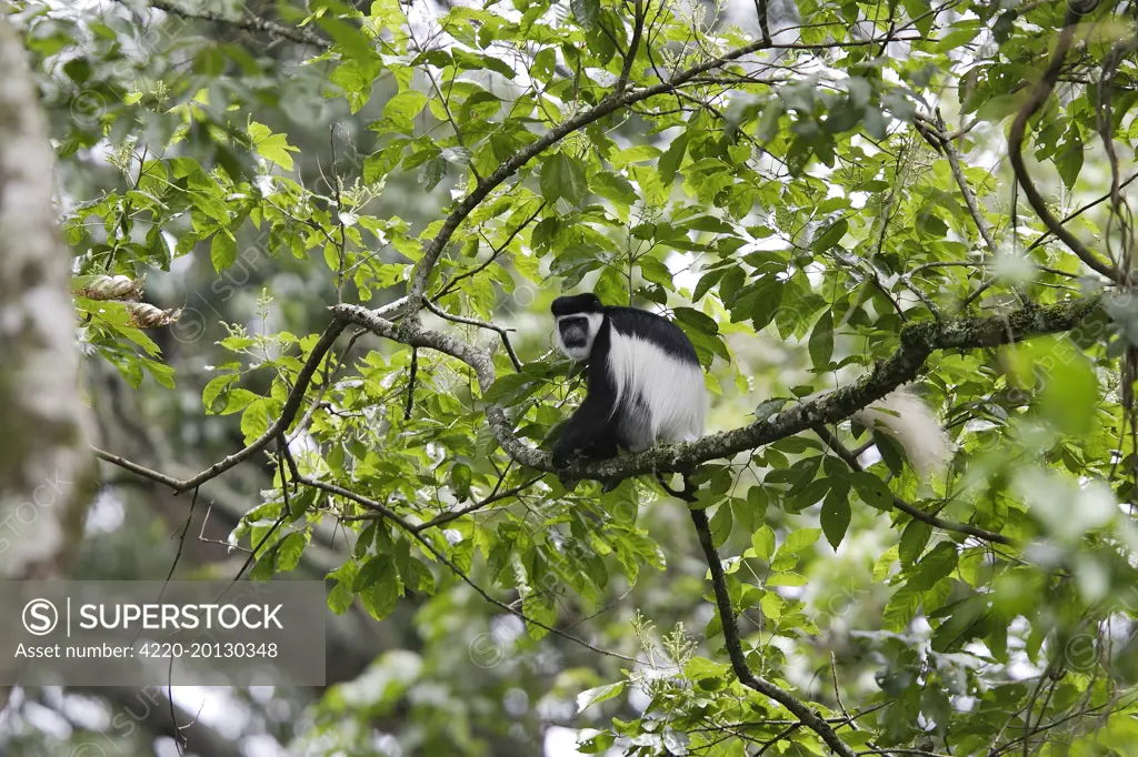 Western Black and White Colobus Monkey / King Colobus Monkey (Colobus polykomos). Arsi Region - Ethiopia.