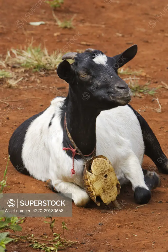 Goat - Carries a turtle cloche around neck. Chevre Surma; southwest Ethiopian tribe. Village around the town of Kibisch Ethiopia.