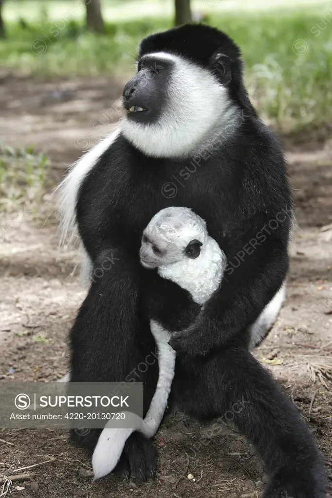 Western Black and White Colobus Monkey / King Colobus Monkey (Colobus polykomos). Awassa Ethiopia.