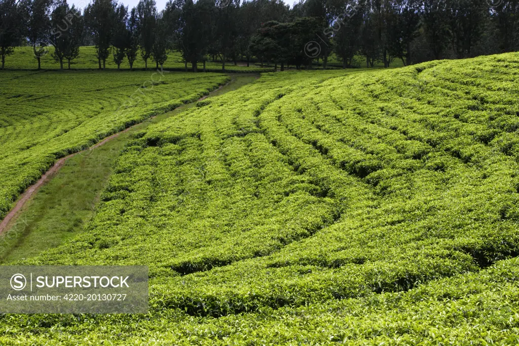 Ethiopia - plantation. . Landscapes in the south of Awassa Ethiopia.