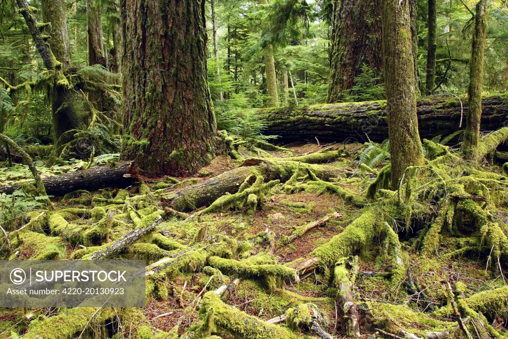 Temperate Rainforest. Cathedral Grove on Princess Royal Island. British Columbia. Canada.
