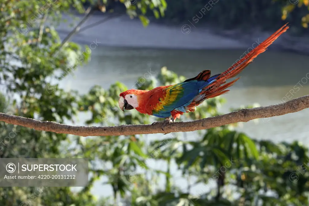 Scarlet Macaw (Ara macao). Manu Wildlife Centre Peru.