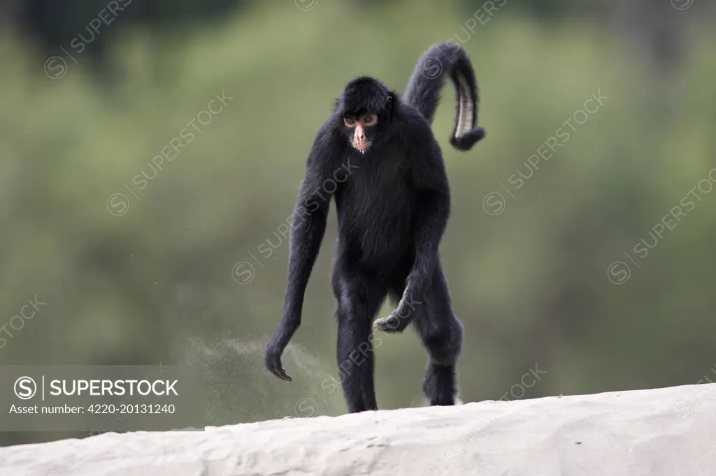Black Spider Monkey (Ateles paniscus). Madre de Dios River - Peru.