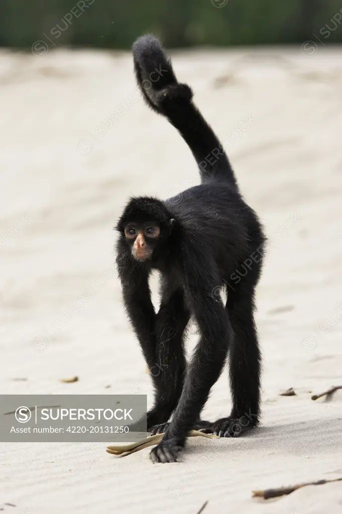 Black Spider Monkey (Ateles paniscus). Madre de Dios River Peru.