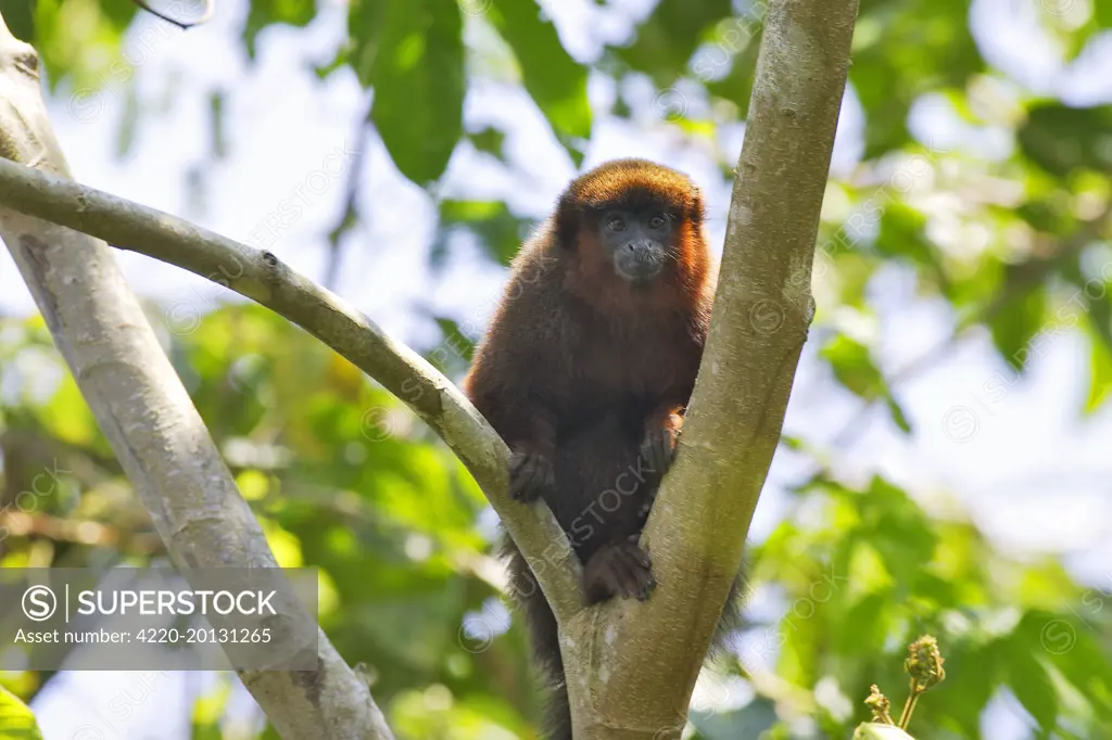 Dusky Titi Monkey (Callicebus moloch). Tambopata Research Center Peru.