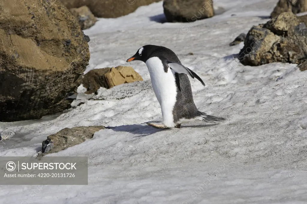 Gentoo Penguin.  (Pygoscelis papua). Brown Bluff - Antarctic Peninsula.
