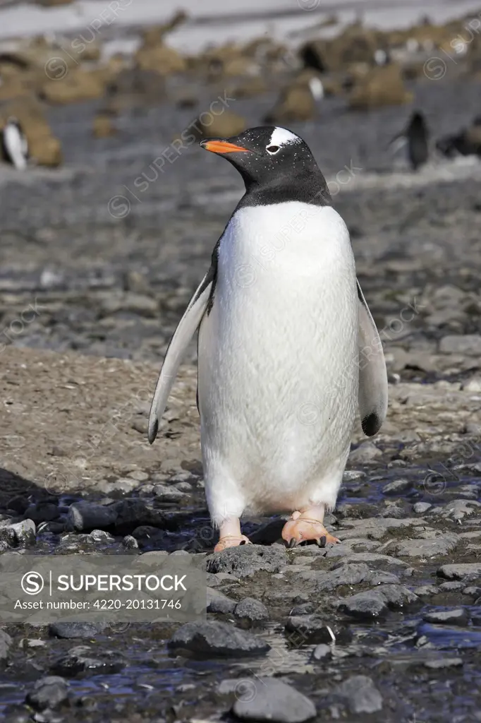 Gentoo Penguin (Pygoscelis papua). Brown Bluff - Antarctic Peninsula.