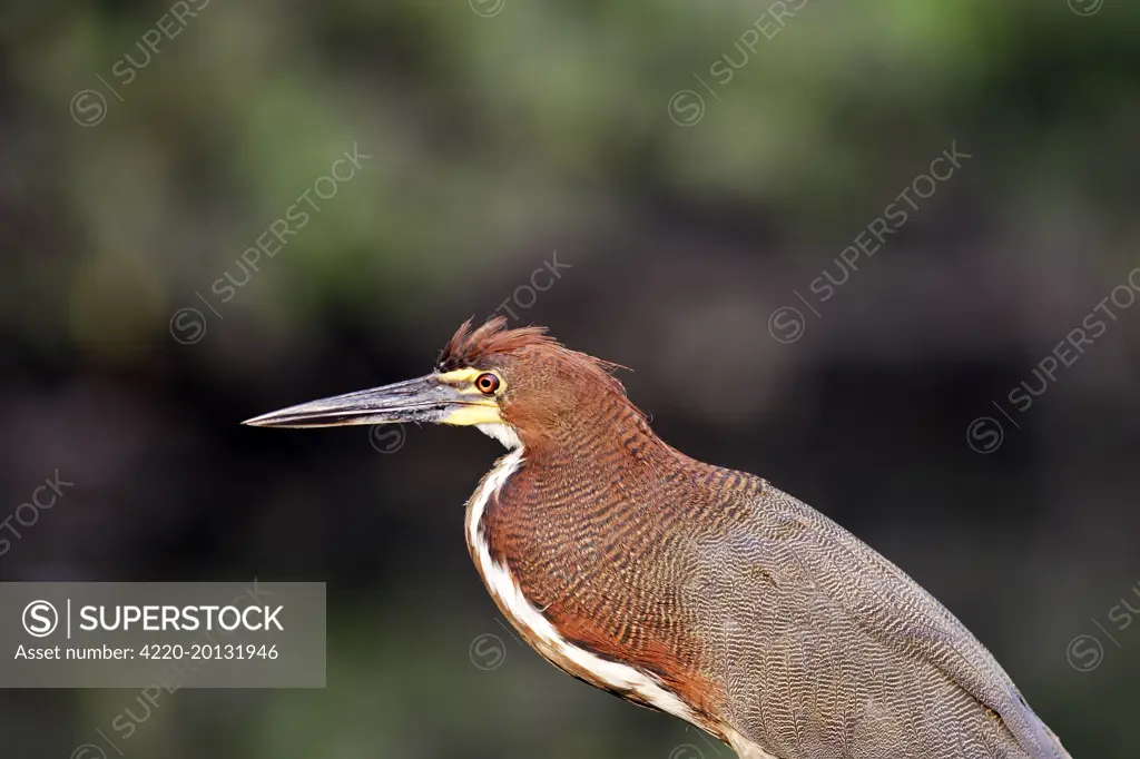 Rufescent Tiger-Heron (Tigrisoma lineatum). Lake Sandoval Amazon Peru.