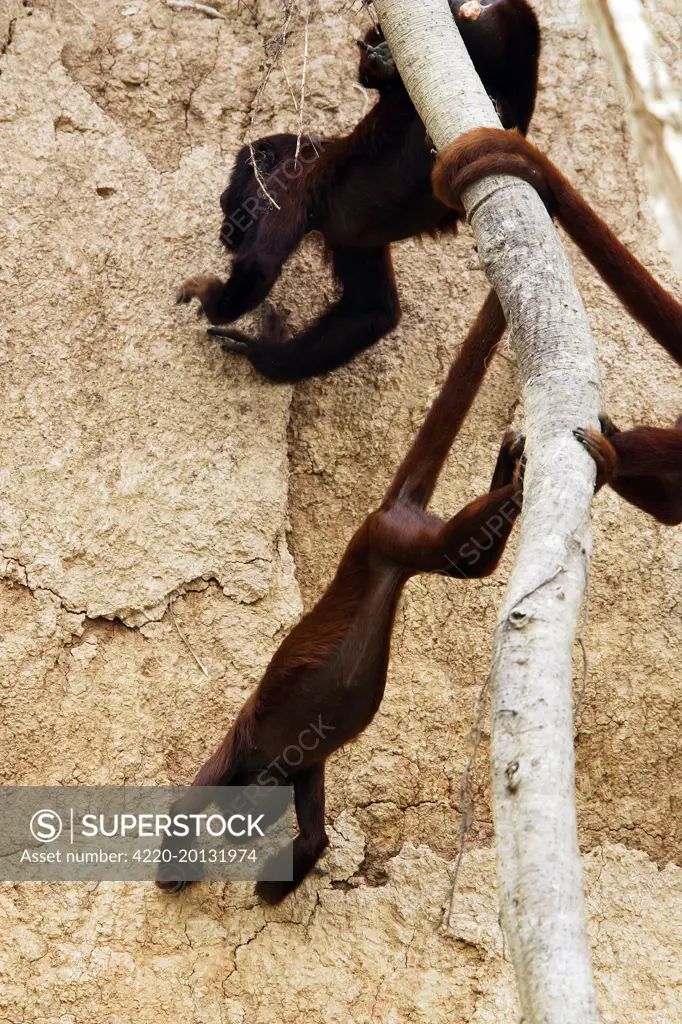 Red Howler Monkey - eating clay (Alouatta seniculus). Tambopata Nature Reserve Peru.
