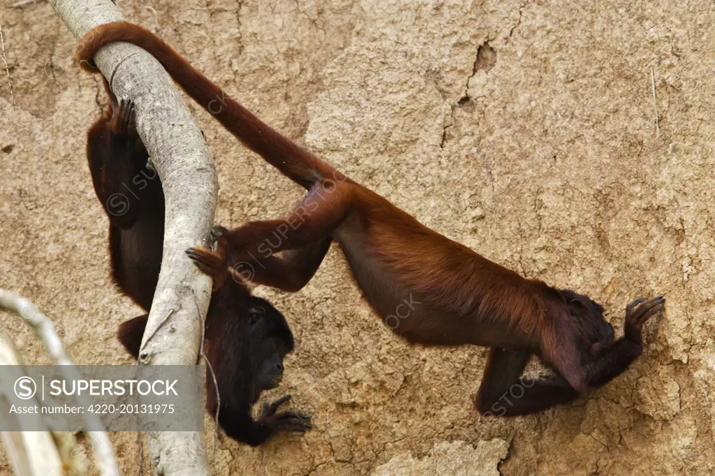 Red Howler Monkey eating clay (Alouatta seniculus). Tambopata Nature Reserve Peru.
