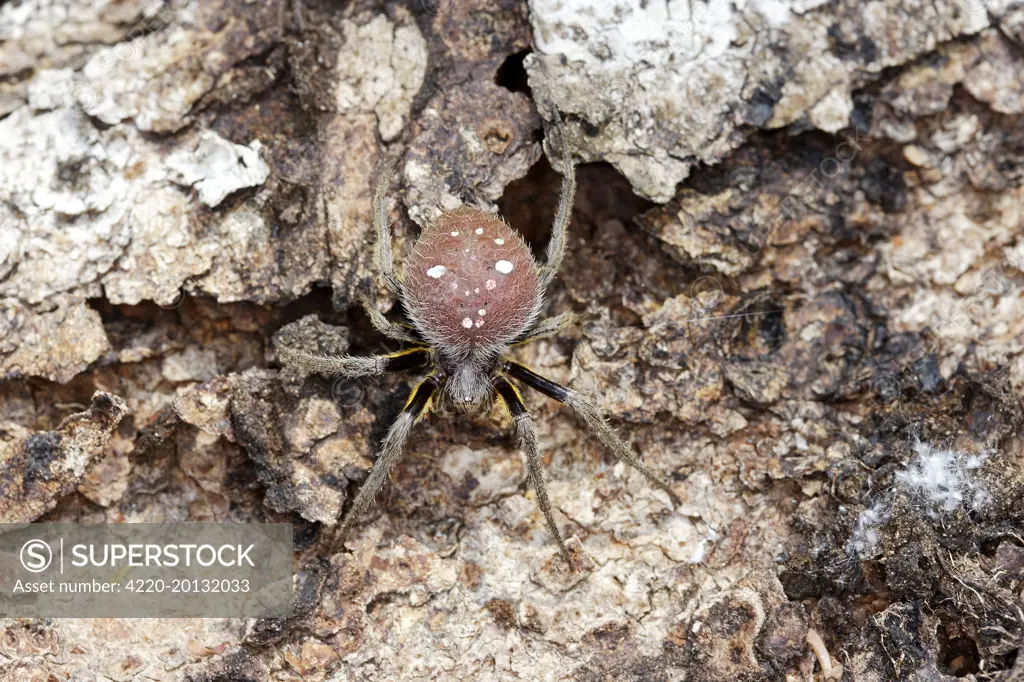 Spotted Spider. Heath River Centre Peru / Bolivia border.