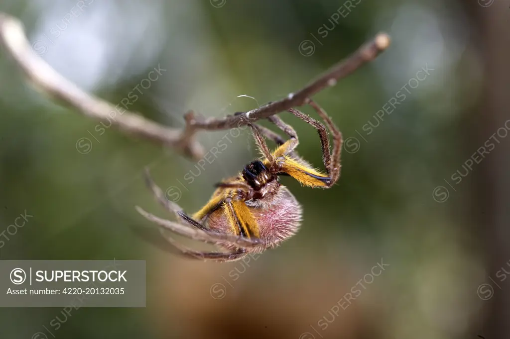 Spotted Spider . Heath River Centre Peru / Bolivia border.