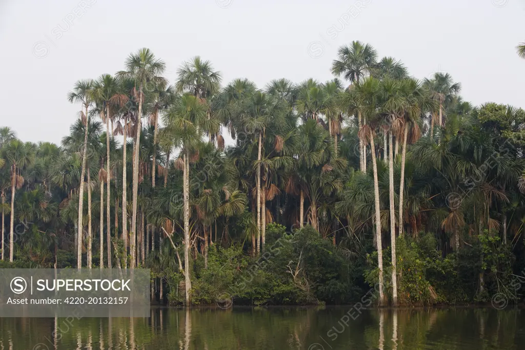 Moriche Palm (Mauritia flexuosa). Lake Sandoval Amazon Peru.