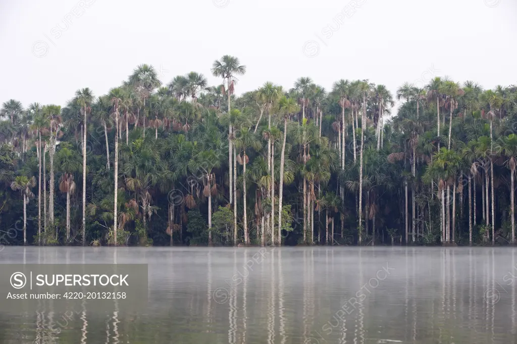 Moriche Palm (Mauritia flexuosa). Lake Sandoval Amazon Peru.