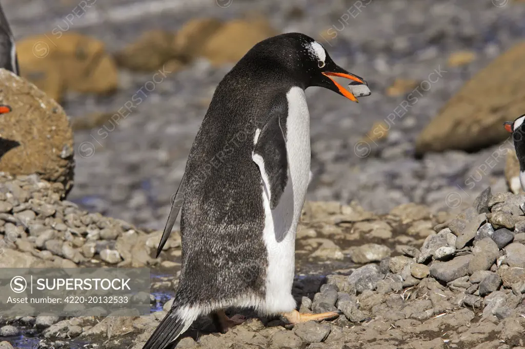 Gentoo Penguin (Pygoscelis papua). Brown Bluff Antarctic Peninsula.