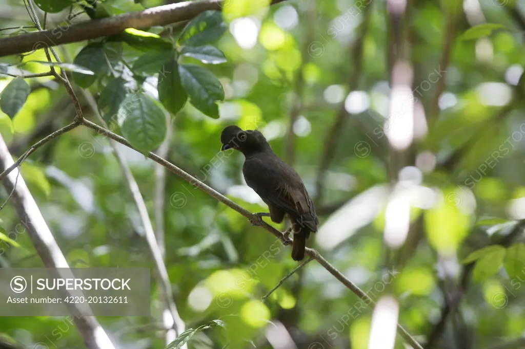 Guianan Cock-of-the-rock  (Rupicola rupicola). Central Suriname Nature Reserve, South America.