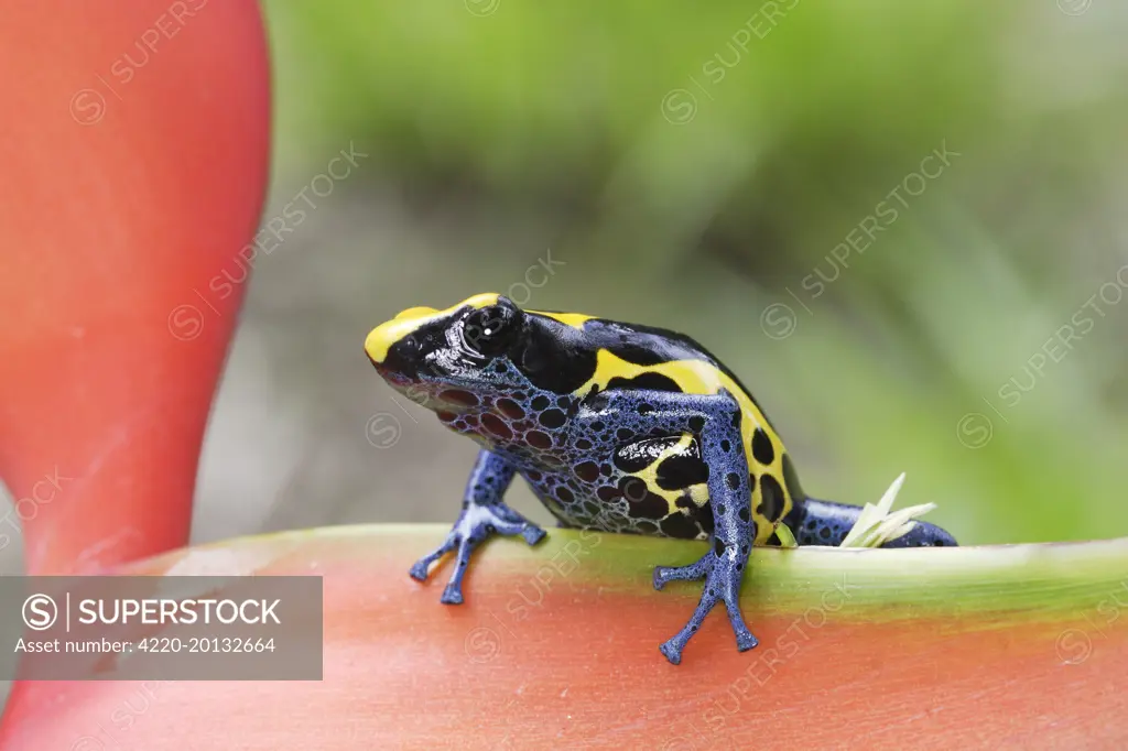 Blue and Yellow Poison Arrow / Dart Frog (Dendrobates tinctorius). Central Suriname Nature Reserve South America.