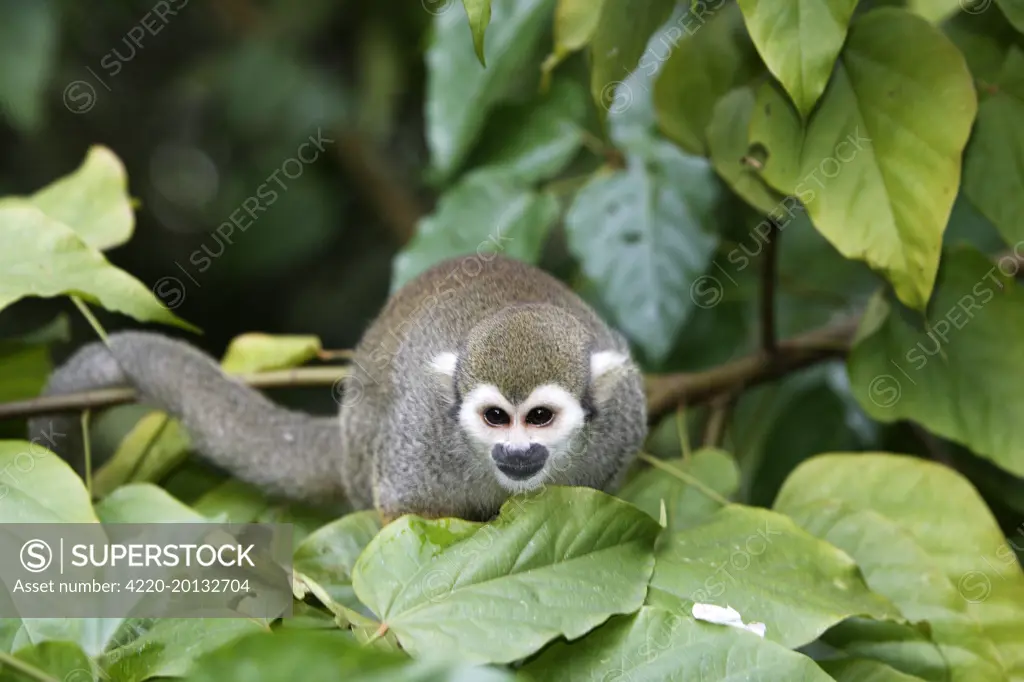 Squirrel Monkey (Saimiri sciureus). Central Suriname Nature Reserve South America.