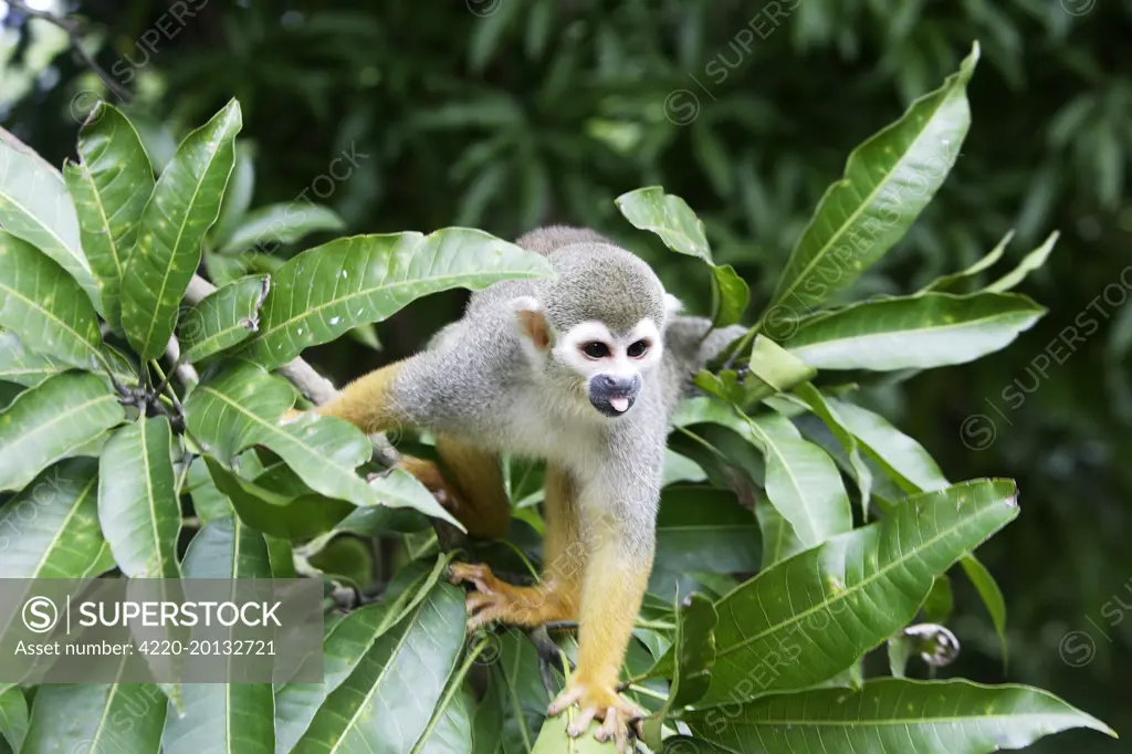 Squirrel Monkey (Saimiri sciureus). Central Suriname Nature Reserve South America.