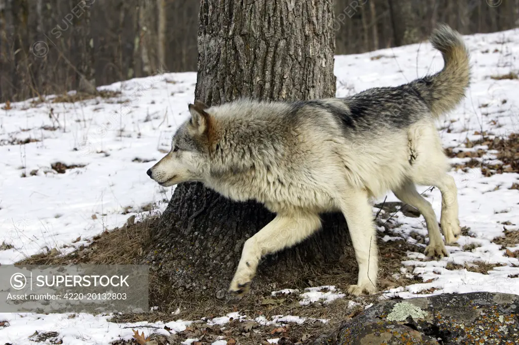 Wolf / Gray Wolf  / Timber Wolf (Canis lupus). Minnesota USA.