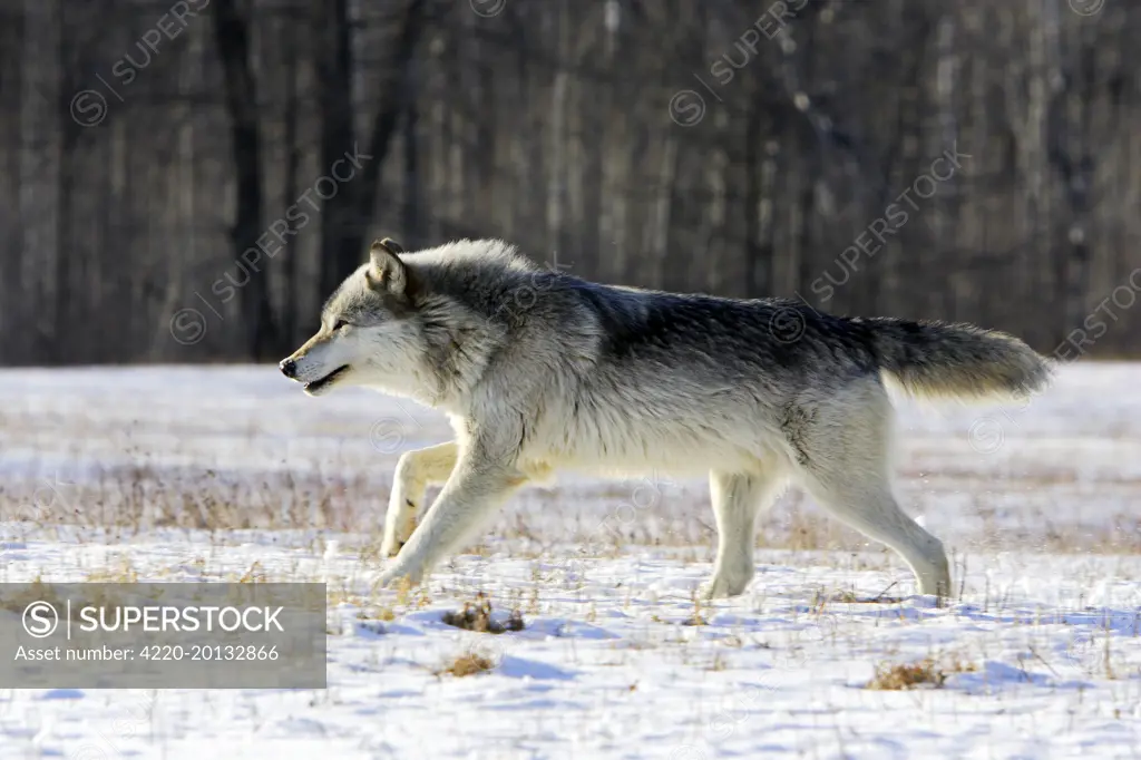 Wolf / Gray Wolf / Timber Wolf (Canis lupus)