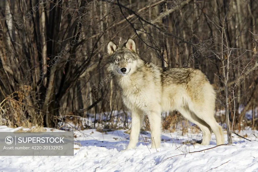 Wolf / Gray Wolf / Timber Wolf (Canis lupus). Minnesota USA.