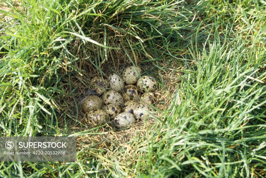 Quail - eggs in nest (Coturnix coturnix)