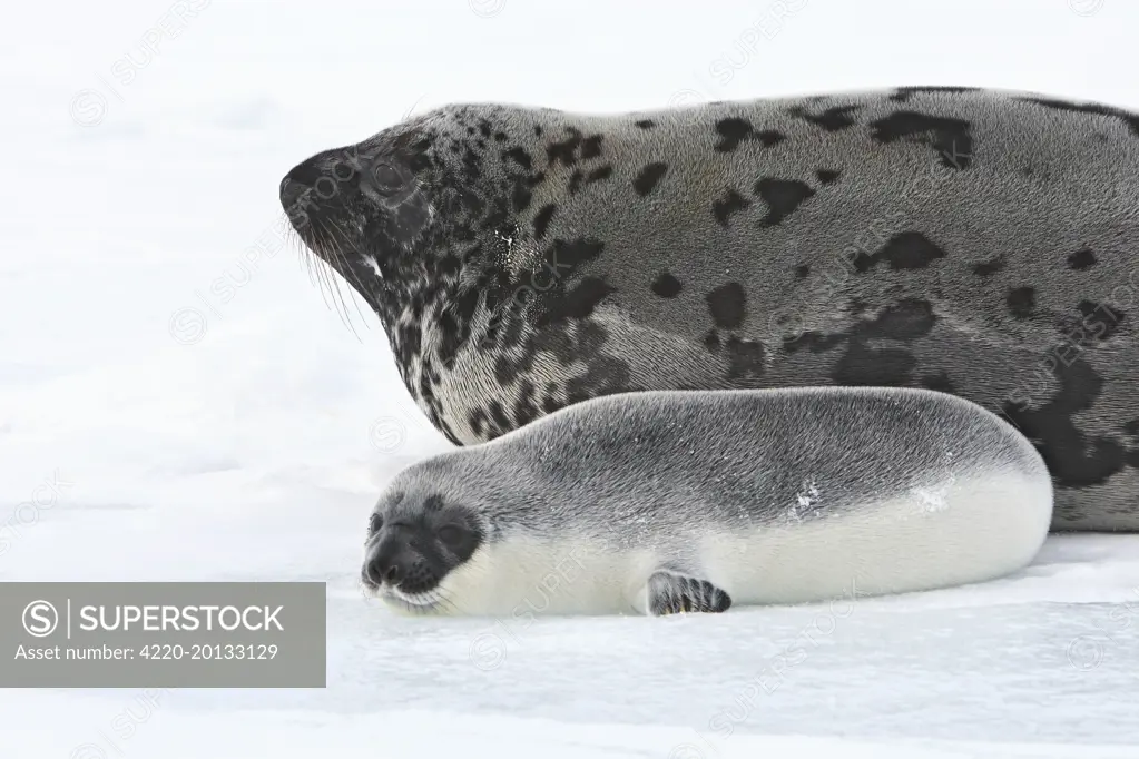 Hooded Seal - mother &amp; young 4 days old (Cystophora cristata). Magdalen Islands Canada.
