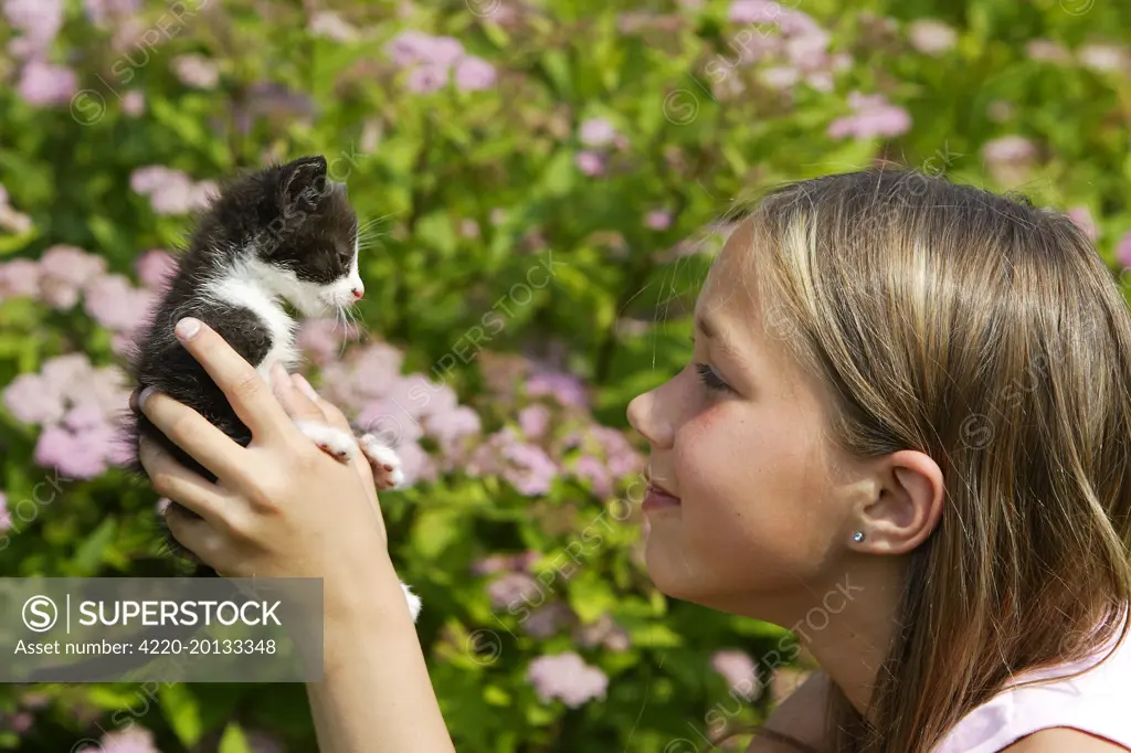 Cat - young black &amp; white kitten being held by girl. Alsace, France.