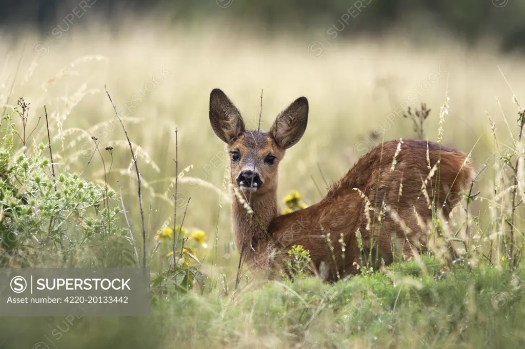 Roe Deer  (Capreolus capreolus). France.
