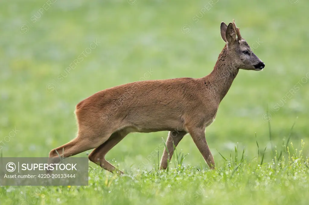Roe Deer (Capreolus capreolus). France.