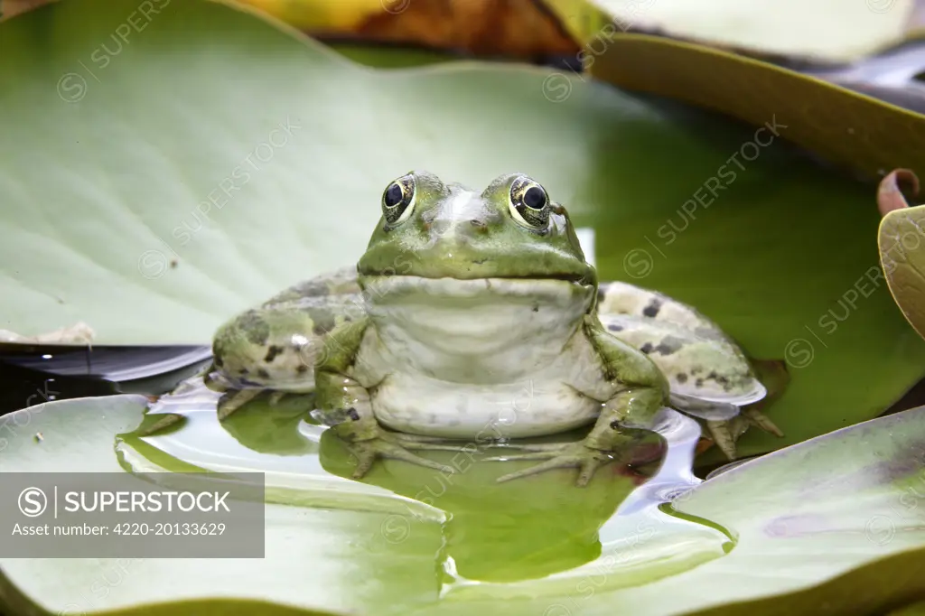 Edible / Green Frog - resting on lily pads (Rana esculenta). Vaucluse, France.