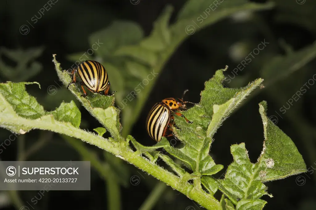 Colorado potato beetle - two (Leptinotarsa decemlineata). France.