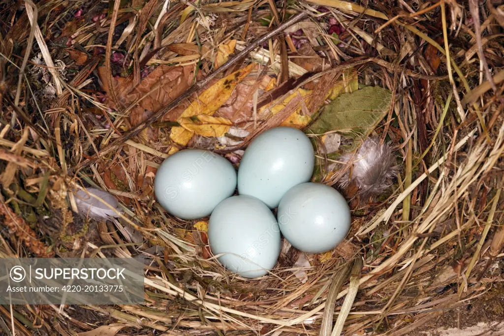 Starling - nest with four eggs (Sturnus vulgaris). Alsace, France.