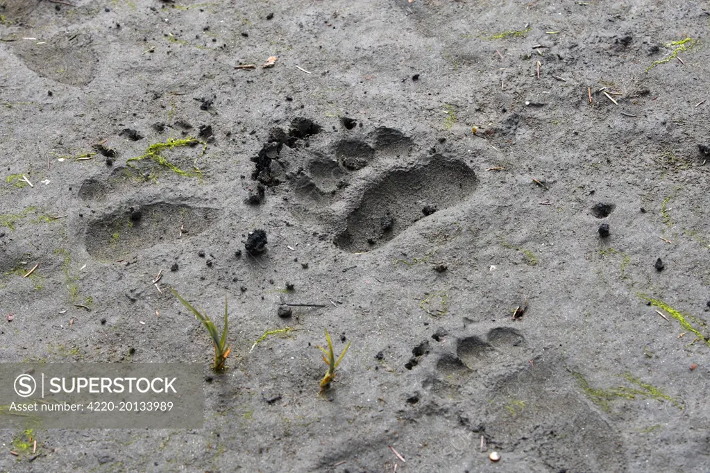 Grizzly Bear - footprints / tracks. Khuzemateen Grizzly Bear Sanctuary - British Colombia - Canada.