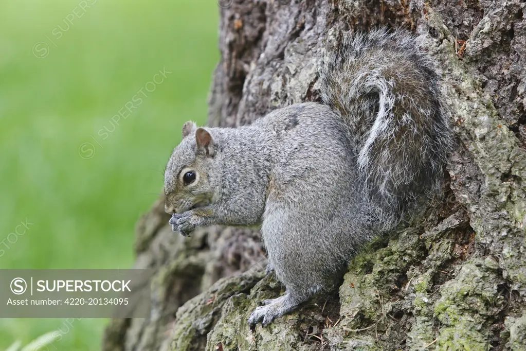 Eastern grey squirrel (Sciurus carolinensis). Stanley park. Vancouver - Canada.
