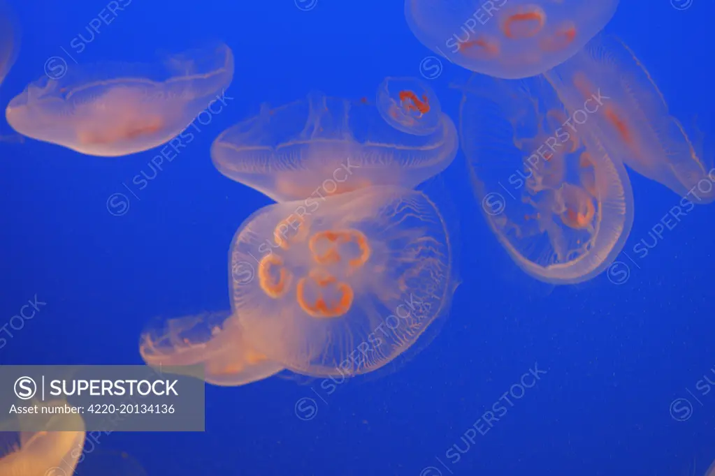 Moon Jellyfish (Aurelia aurita). Vancouver aquarium. Canada.
