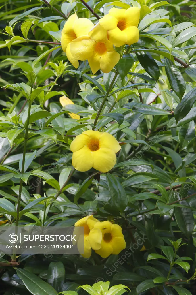 Golden trumpet vine - flower. (Allamanda cathartica). Bali - Indonesia.