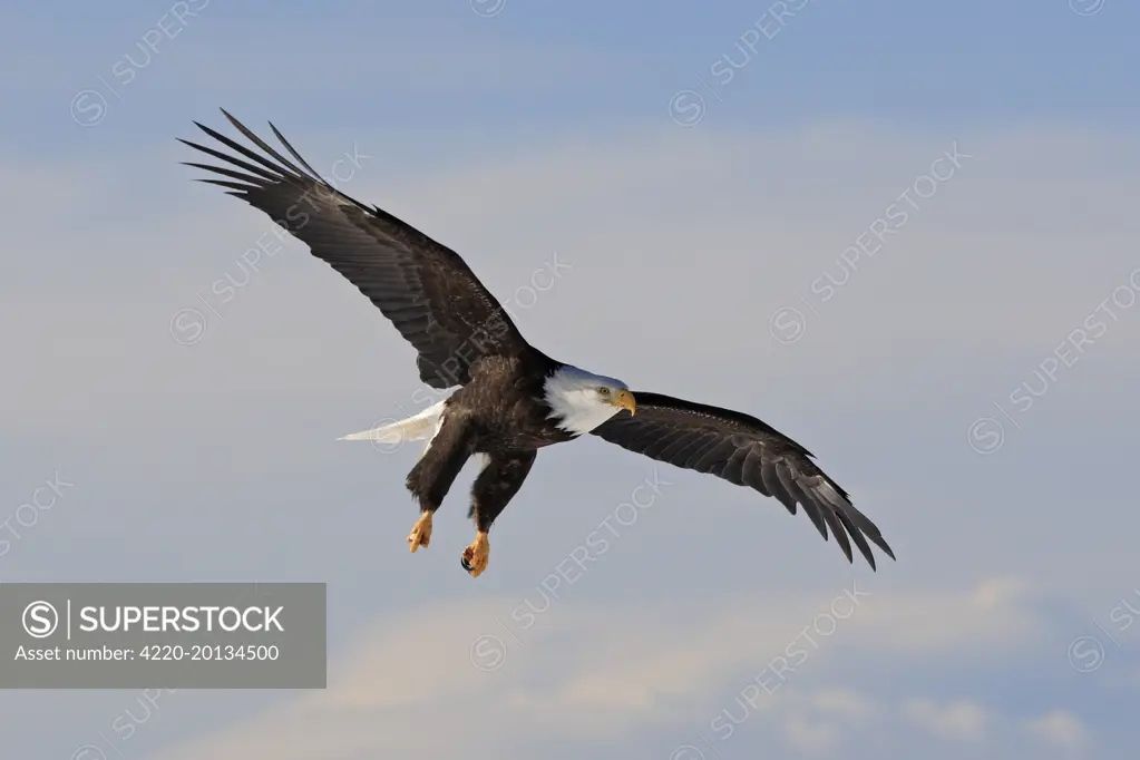 Bald Eagle - in flight.  (Haliaeetus leucocephalus). Homer - Kenai Peninsula - Alaska - USA.