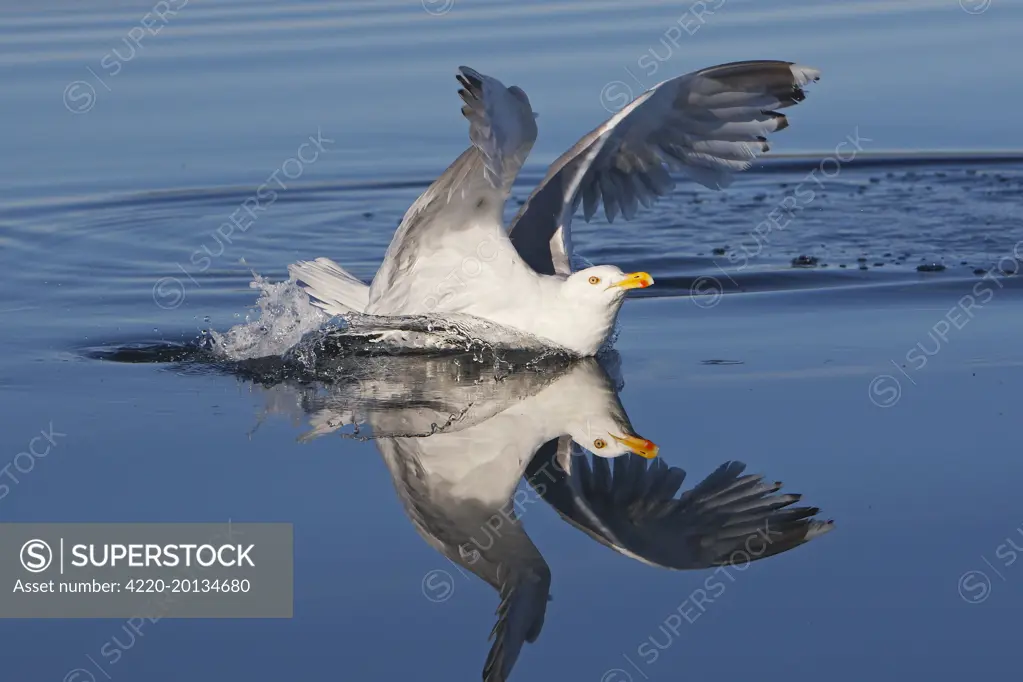 Herring Gull - sitting on water (Larus argentatus). Flatanger - Norway.