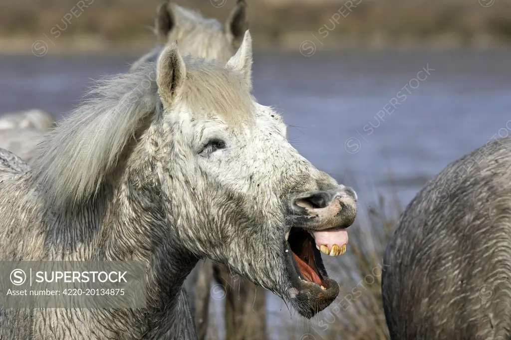 Camargue Horse - with mouth open. Saintes Maries de la Mer - Bouches du Rhone - France.