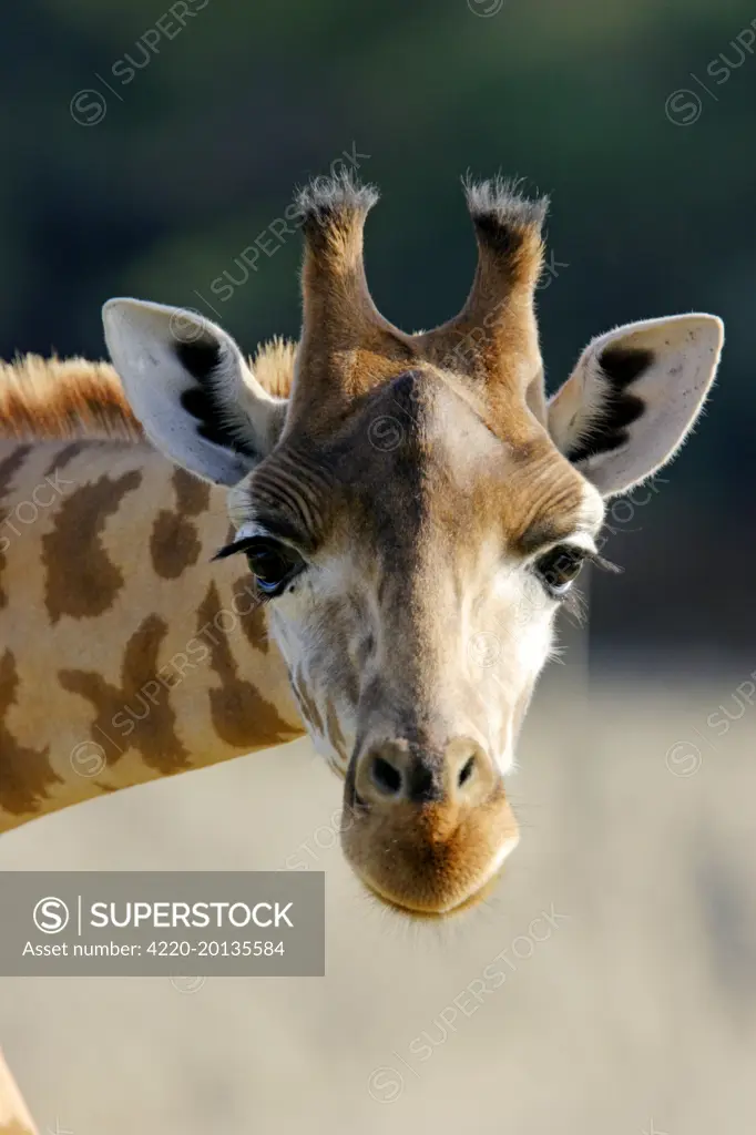 Giraffe - close-up of head 
