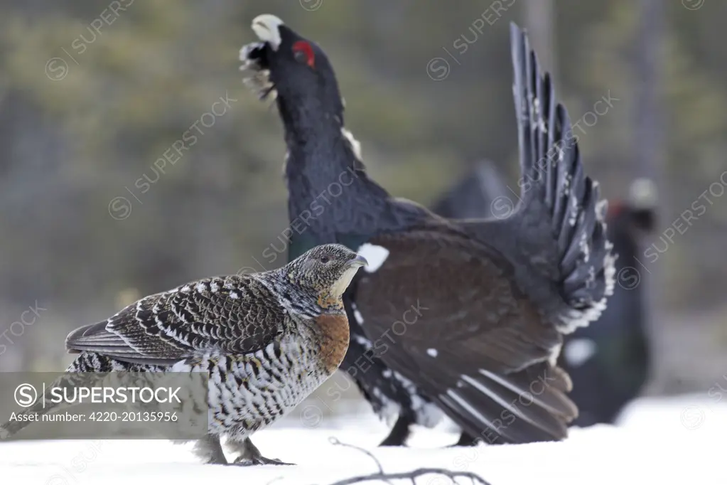 Capercaillie - male displaying to female in snow - courtship (Tetrao urogallus). Kuhmo - Finland.