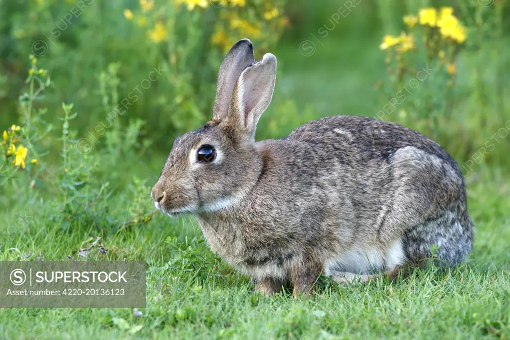European Rabbit (Oryctolagus cuniculus). Alsace - France.