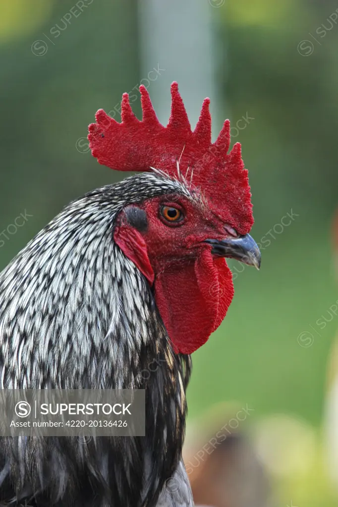 Chicken - rooster 