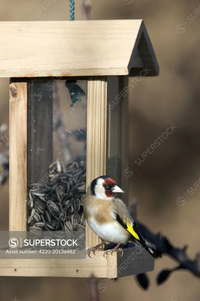 Goldfinch - on birdfeeder (Carduelis carduelis). France.