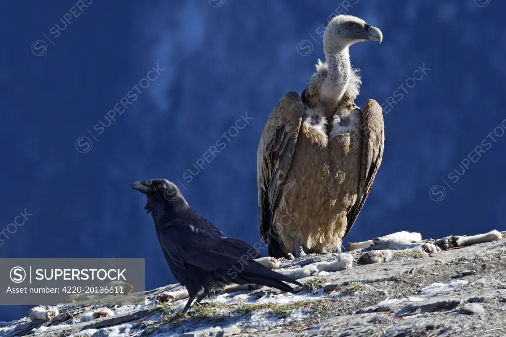 Eurasian Griffon Vulture and common raven (Corvus corax) (Gyps fulvus). Ordesa y Monte Perdido National Park - Pyrenees - Spain.